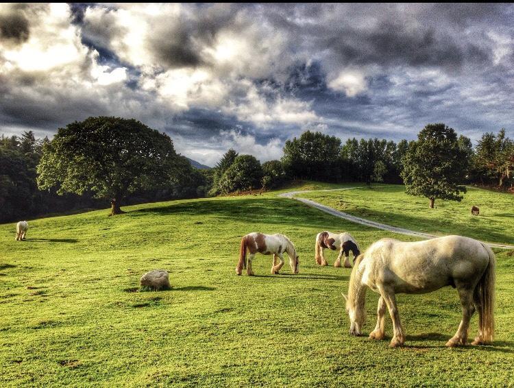 Muckross Riding Stables Villa Killarney Exterior foto