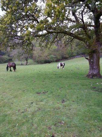 Muckross Riding Stables Villa Killarney Exterior foto